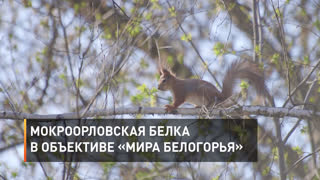 Мокроорловская белка porn videos - BEST XXX TUBE