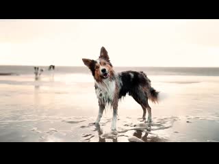 Quite fabulous oreo from doggone borders, sirocco snickers from doggone borders & lissy (aussie)