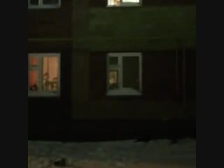 Выкинули 13 кошек и котят из окна в ульяновске