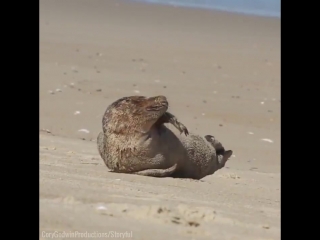 Тюлень загорает