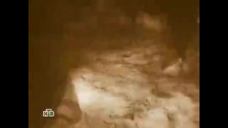 Дикая дивизия архив