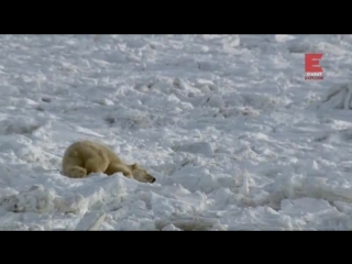 Городок полярных медведей 1 й сезон 8 я серия из 12 ти пир во время чумы / polar bear town (2015)