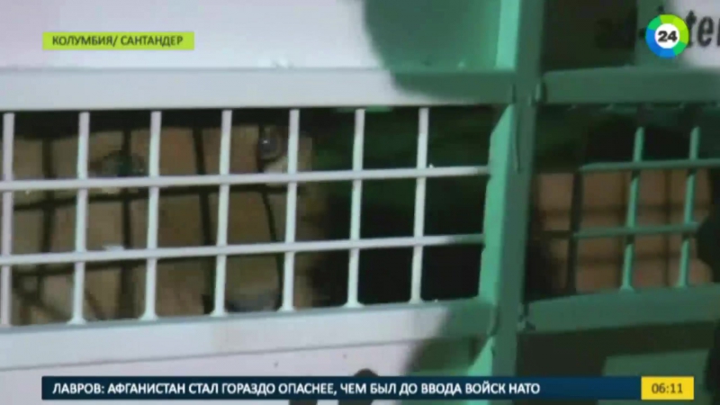 Спасенные от садистов львы вернутся в африку