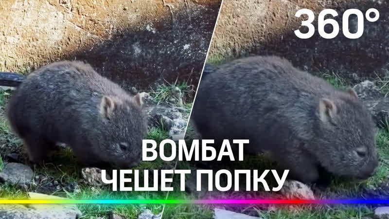 Вомбат трется попой о бревно
