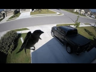 Floaty bird floating