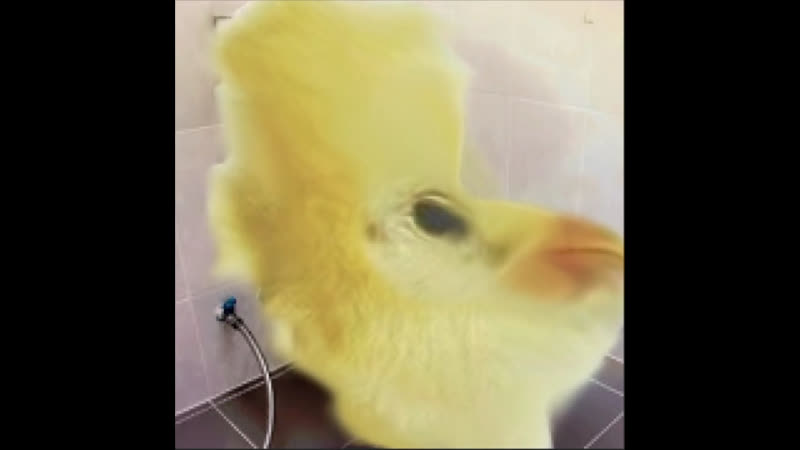 Pipis превращается в туалет | quagmire turns into a toilet meme