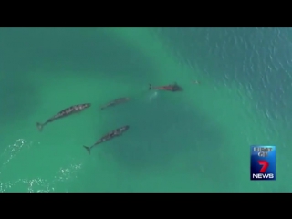 [rare recording] 4 sharks teens scramble to prey on dolphins off cronulla beach, sydney