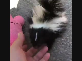 Playing with an adorably affectionate fart puppy