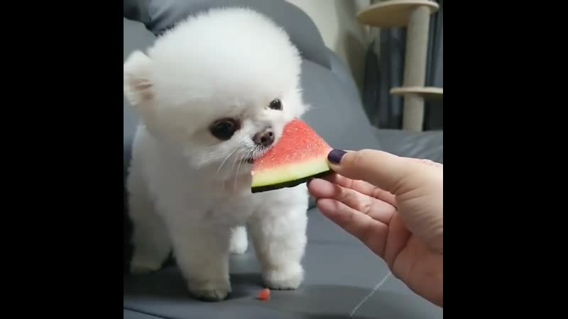 Любитель арбуза