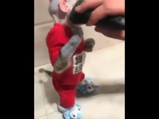 Побрили мартышку