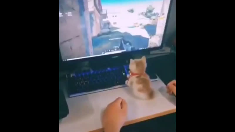 Wonwoo and his kitten