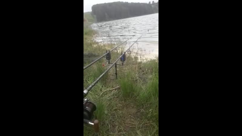 Поклеа амура