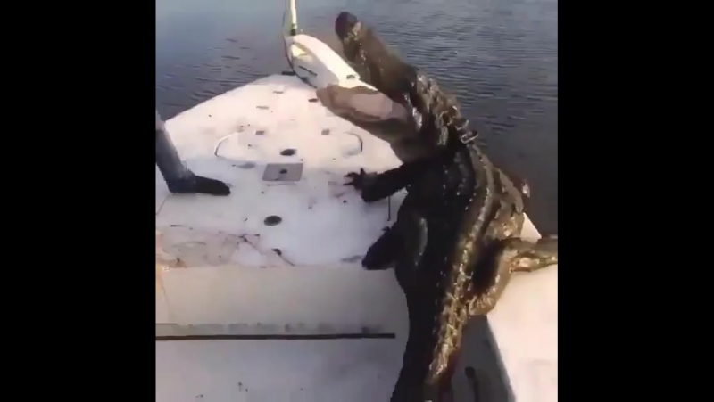 Борьба с крокодилом