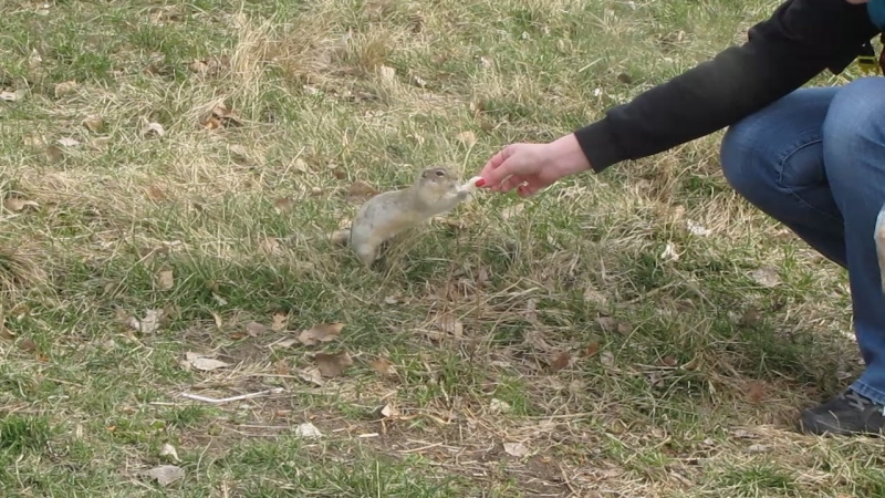 Молодой неуверенный суслик