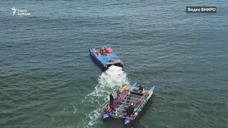 В приморье освобождают молодые из «китовой тюрьмы»