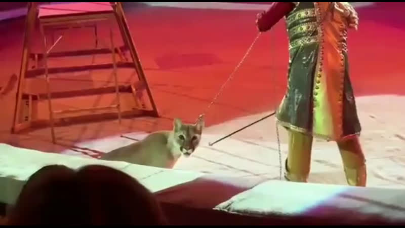 Новогодние пытки молодые в цирке зритель оплачивает это, покупая билет в цирк