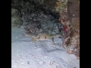 Chесk оut this littlе guy waving at thе sсuba divеr fоr a piсturе