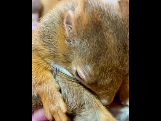 Cuddled too long emma in hypnosis and sooo tired squirrel squirrels