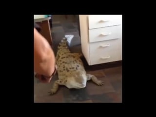 Кормление крупного крокодила на кухне