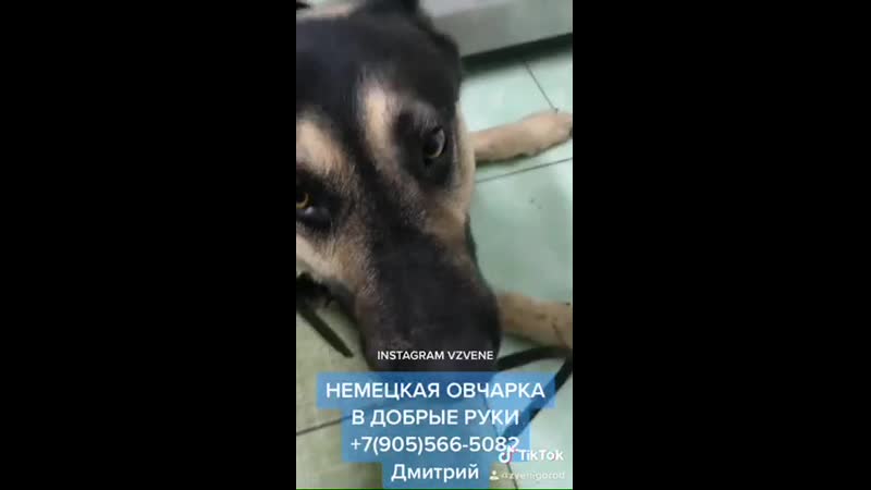 Звенигород сбили молодые