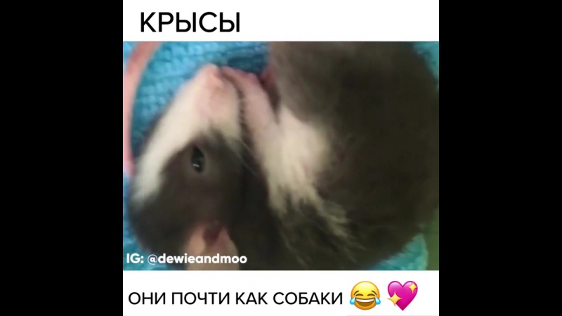 Дрессированные крысы