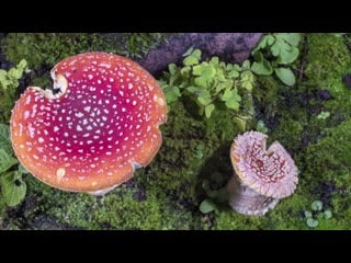 Fly agaric shaggy inkcap fungi time lapse uhd 4k