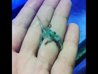 Baby octupus