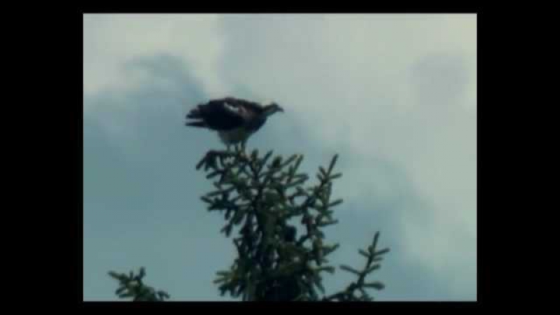 Osprey attacks on white tailed eagle скопа и орлан белохвост