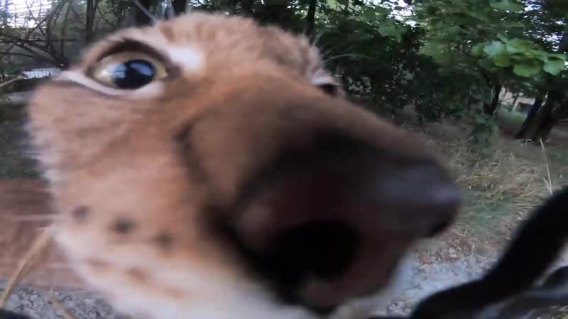 Вечерние игры со львом !девочка и лев