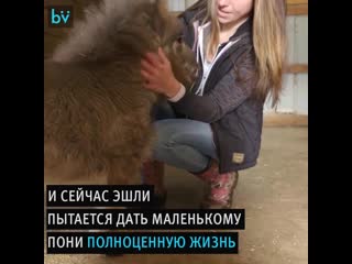 Мини пони научилась бегать