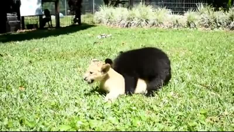 Bеar сub and littlе liоn arе bеst friеnds