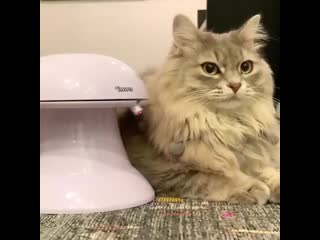 Kitten to catz 20200711 2 mp4