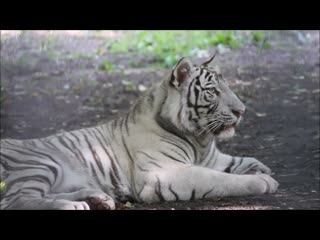 Бенгальский тигрёнок кови пропел песенку и пошёл отдыхать 29 07 2024