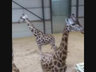 Baby giraffes everywhere!