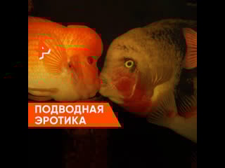 Подводная эротика