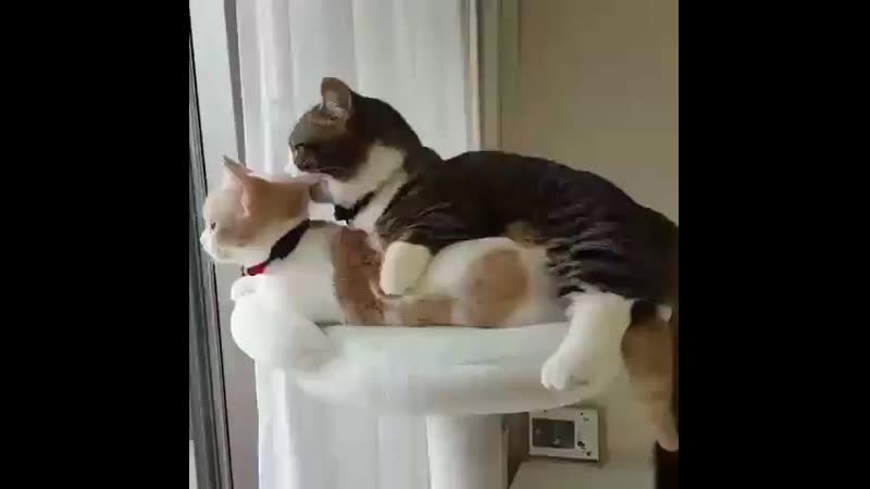 This is minhyuk with jooheon and you cant convince me otherwise