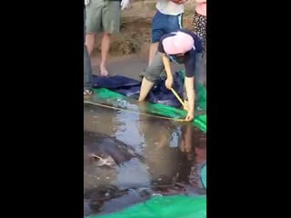 Female giant freshwater stinger ers of the mekong 😱😱 (13ft) long ho my god