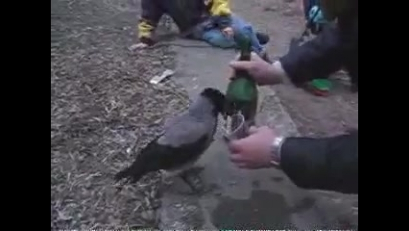 Ворону напоили !!!