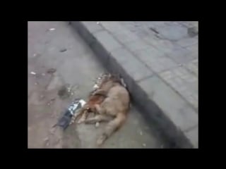 Heartbreaking this cat lost her sister but is not ready to except it just yet