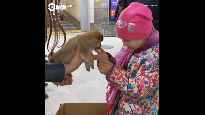 Елена из могилева спасает бездомных молодые