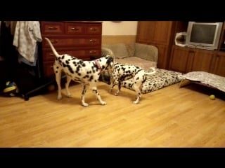 Две пятнистые жопки ))