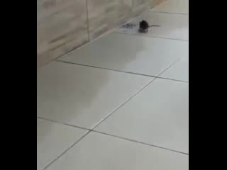 Шахзодамен өзбекстандық секс көру Шыршаның ішіне үлкен қоныш кіреді