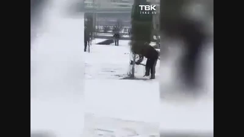 В красноярске сажают ёлки без корней