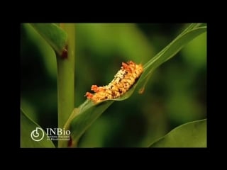 Lepidoptera bombycidae tarchon felderi