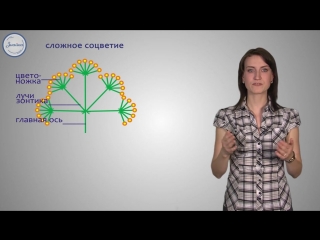 6 биология 6кл соцветие