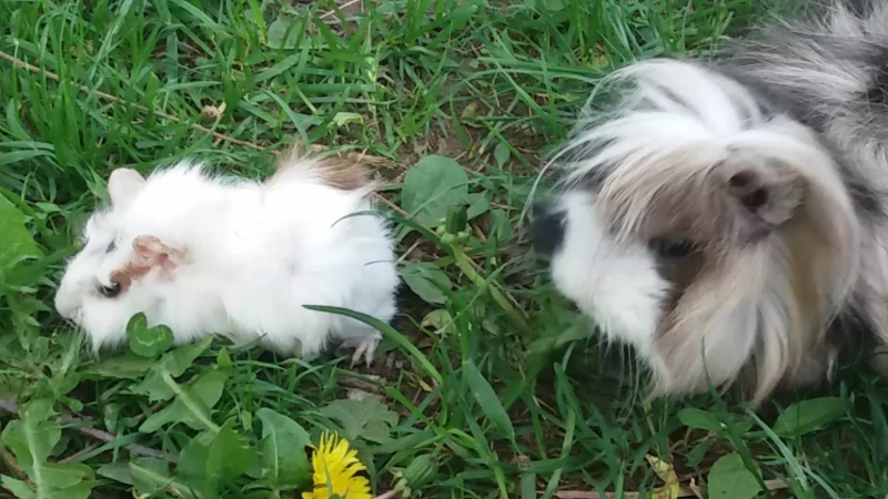 Выгул свинок (ч8) лимончик в первый раз на улице (ч5) (21 05 17)