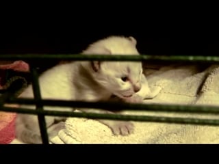 A rare white kitten hissing at me must watch cute