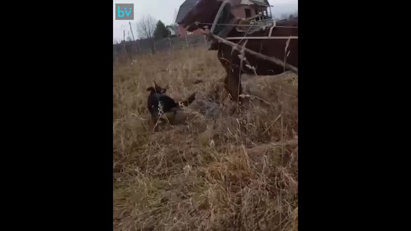 В красноярском крае местный житель заснял, как спасал коня от напавших молодые осторожно много мата