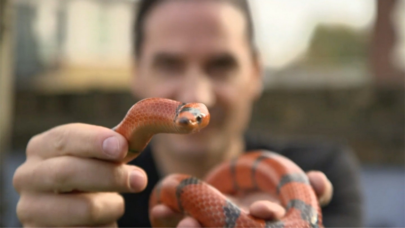 Змеелов экспериментирует с ядом гадюк