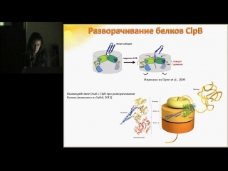 Дина малькеева “белки теплового шока׃ структура и функции“